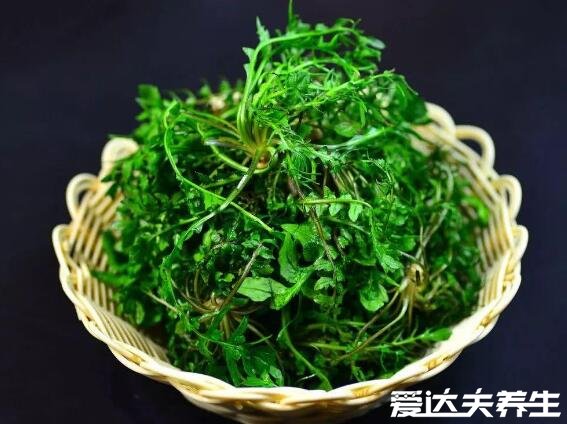 荠菜的功效与作用，能够抗菌消炎预防癌症还能保护眼睛(图片)