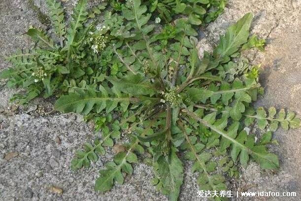 荠菜图片功效与作用，降压降脂还能延缓衰老(5大功效)