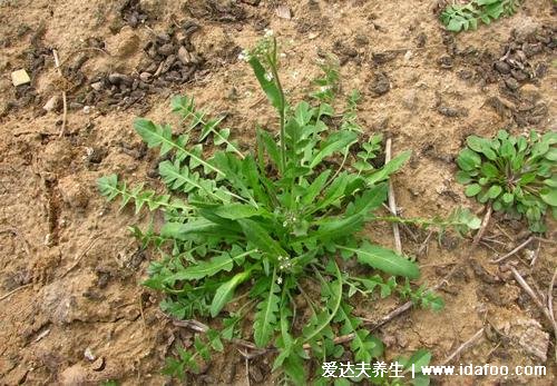 荠菜图片功效与作用食用方法，多吃荠菜可以降血脂血压