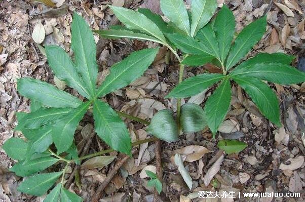 荠菜长什么样子图片，不要认成其他野菜(叶似蒲公英开白花)