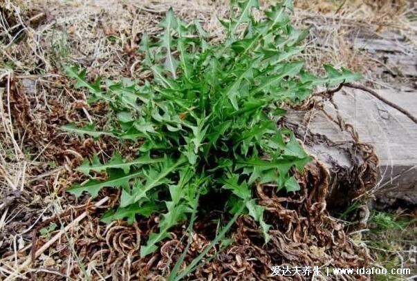 荠菜长什么样子图片，不要认成其他野菜(叶似蒲公英开白花)