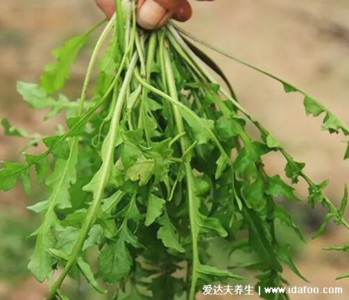 荠菜长什么样子图片，不要认成其他野菜(叶似蒲公英开白花)