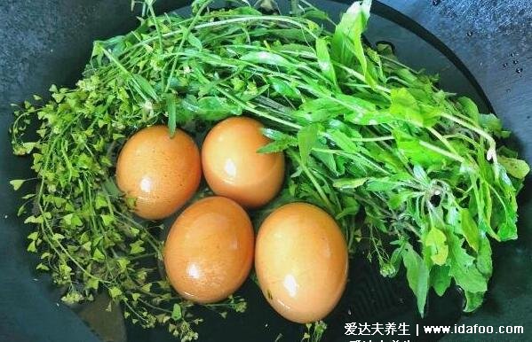 荠菜煮鸡蛋吃死人是真的吗，假的(附4大荠菜花煮鸡蛋的功效)