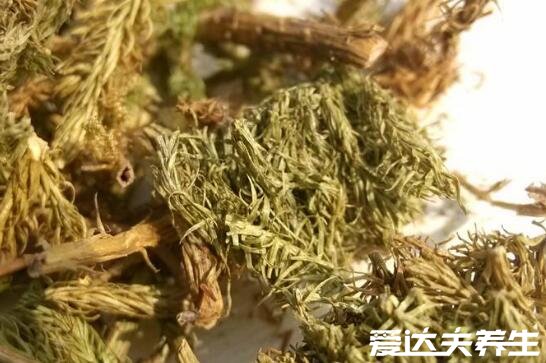 伸筋草的功效与作用及禁忌，不仅可以消肿止痛还能祛湿气通经脉