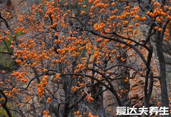 柿饼不能和什么一起吃，柿饼相克食物大全(与酒同食易肠道梗阻)