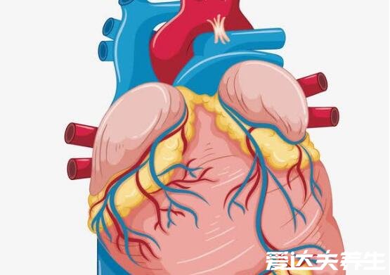 刷火锅的黄喉是什么部位，为家畜的大血管由蛋白质组成