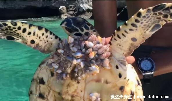 藤壶是什么东西图片，会寄生在鲸鱼等海洋动物身上(能吃的海鲜)