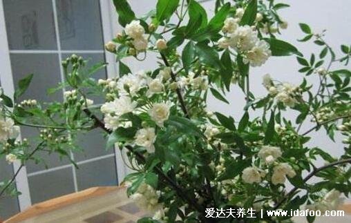 木香花为什么不能种，环境要求高以免养不好(家里千万不能养的6种花)