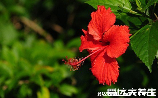 木香花为什么不能种，环境要求高以免养不好(家里千万不能养的6种花)