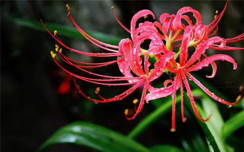 木香花为什么不能种，木香花不能种在家里的3个原因