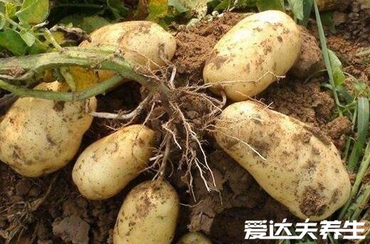 香蕉不能和什么一起吃，这六种食物与它相克