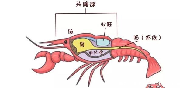 小龙虾头部里的黄是什么可以吃吗，是龙虾的肝胰腺少吃最好不吃