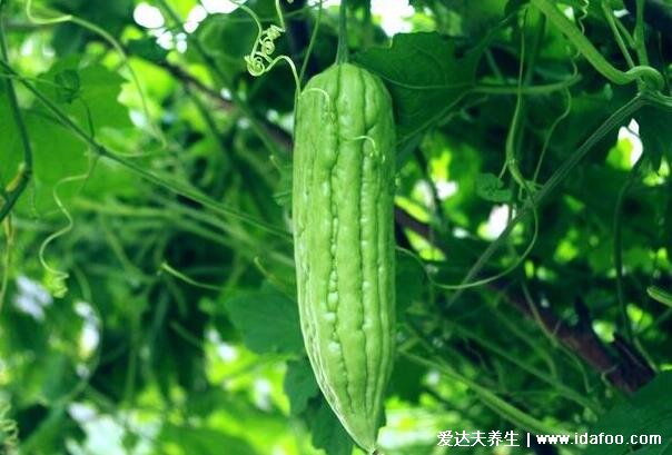 血糖高吃什么食物最好最佳，8种蔬菜水果放心吃能降糖