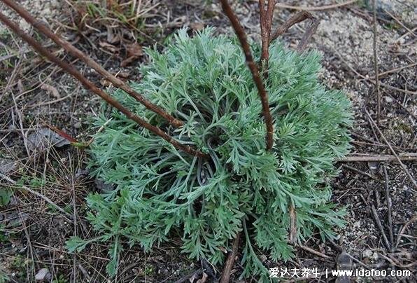 茵陈的功效与作用主治，利胆护肝还能降血压(图片)